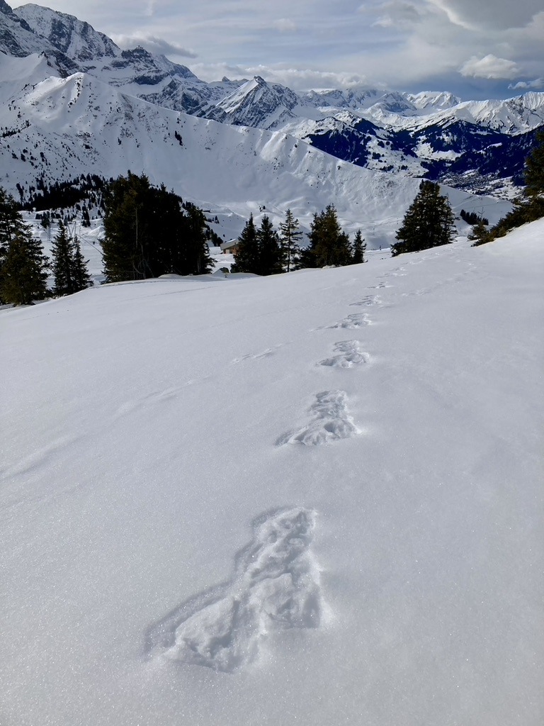 Spurenlesen lernen nach CyberTracker Standard