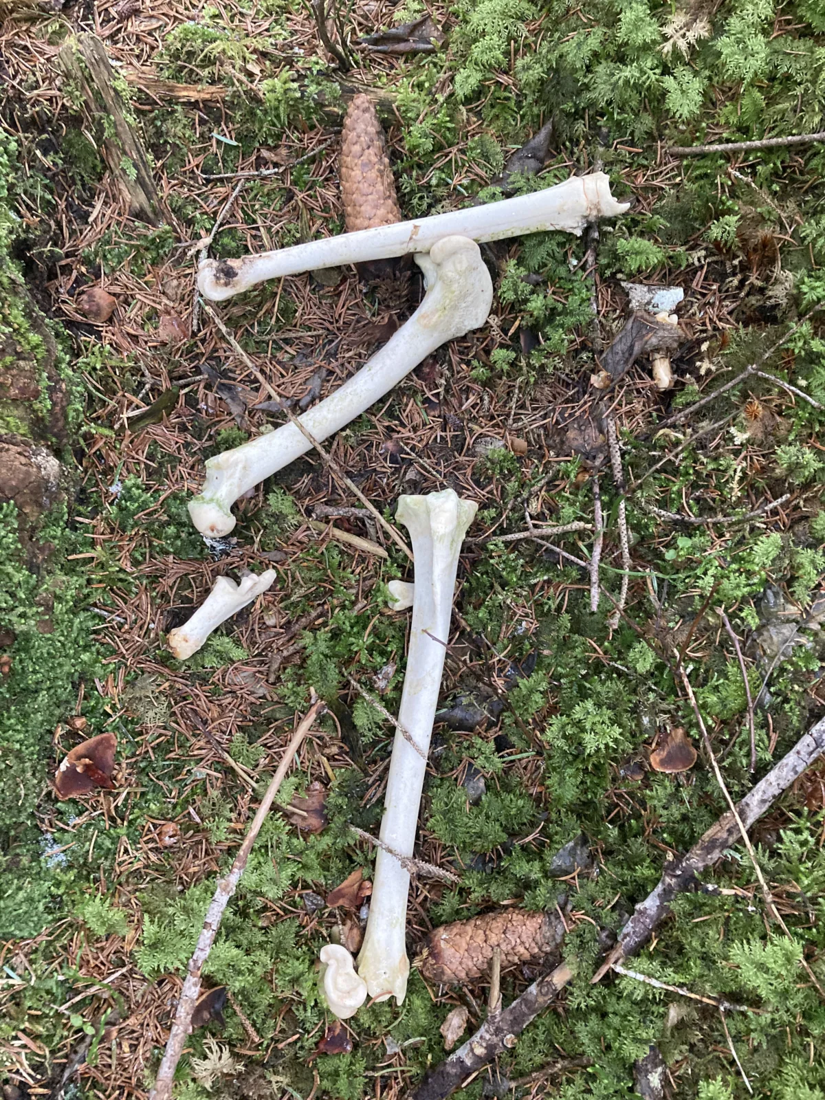 Femur und Tibia Knochen von einem Reh.