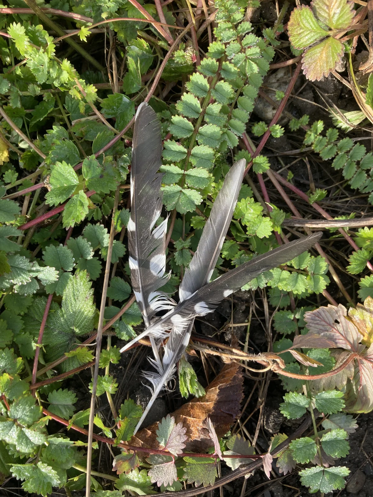 Handschwingen Federn vom Bundspecht.