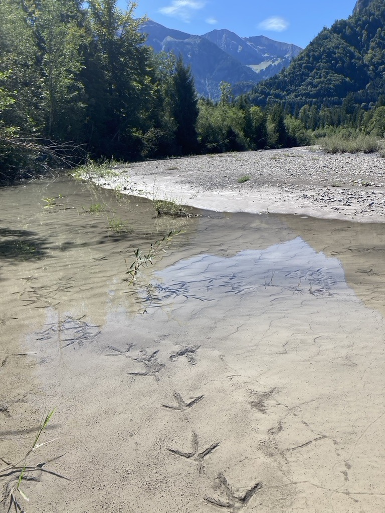 Spurenlesen lernen nach CyberTracker Standard