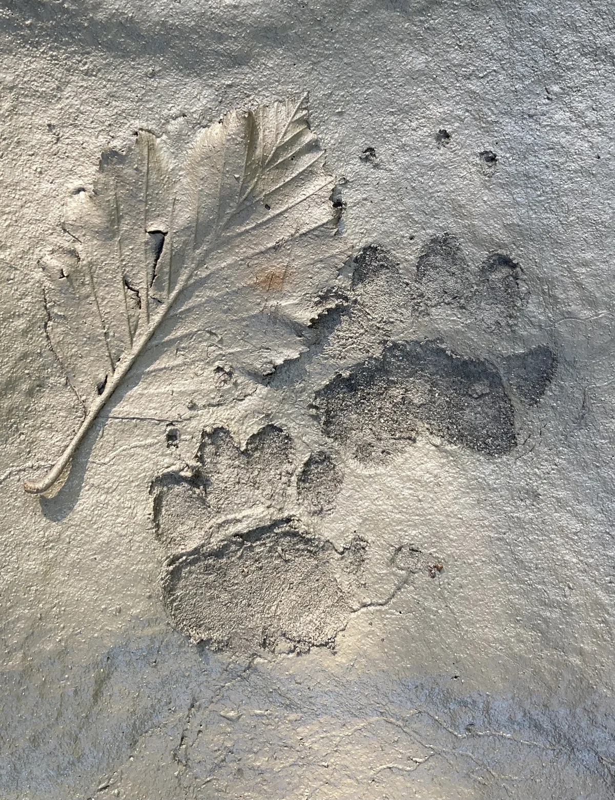 Linke Hinter- und Vorderfussabdrücke von einem Dachs im Flussschlick.