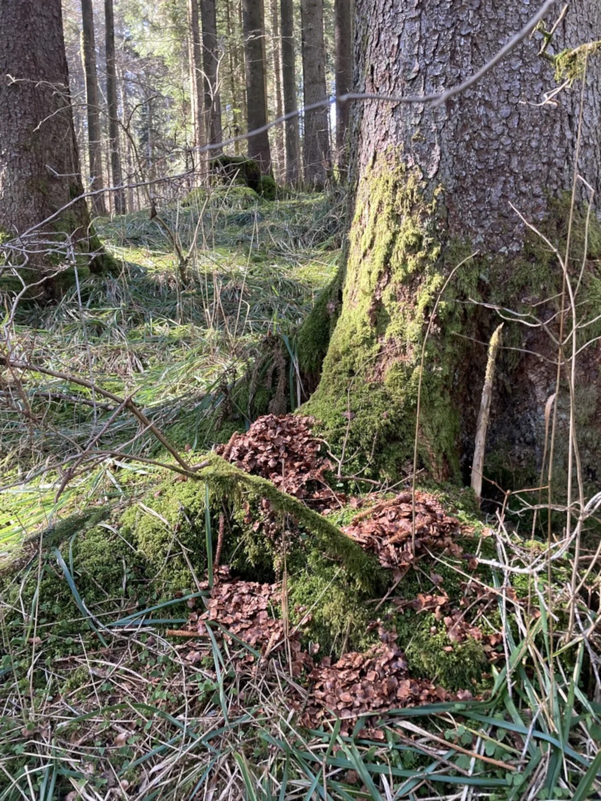 Eichhörnchen Frassplatz unter einer Fichte im Wald.