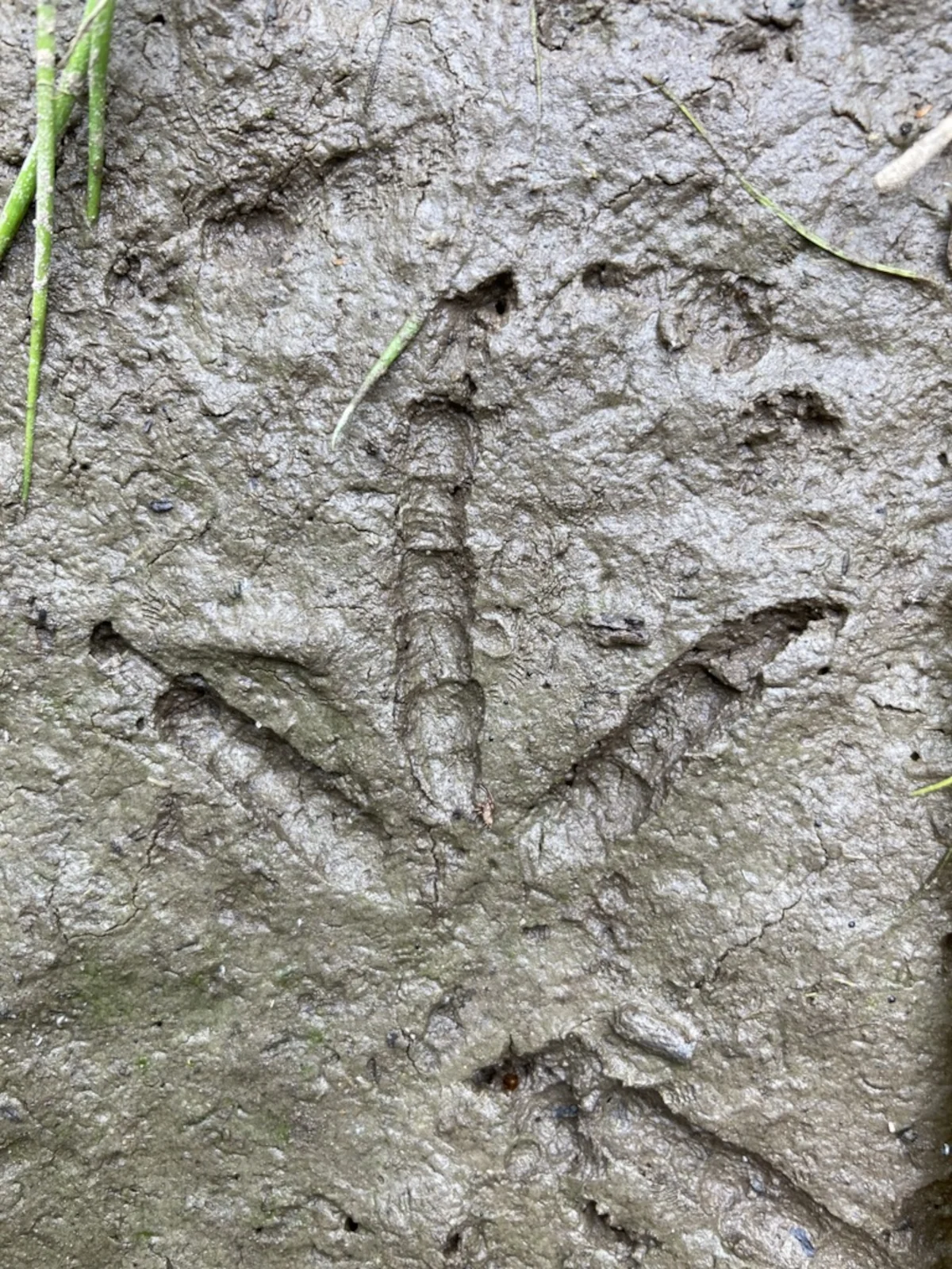 Detail Aufnahme eines Haselhuhn Trittsiegel im Schlam.