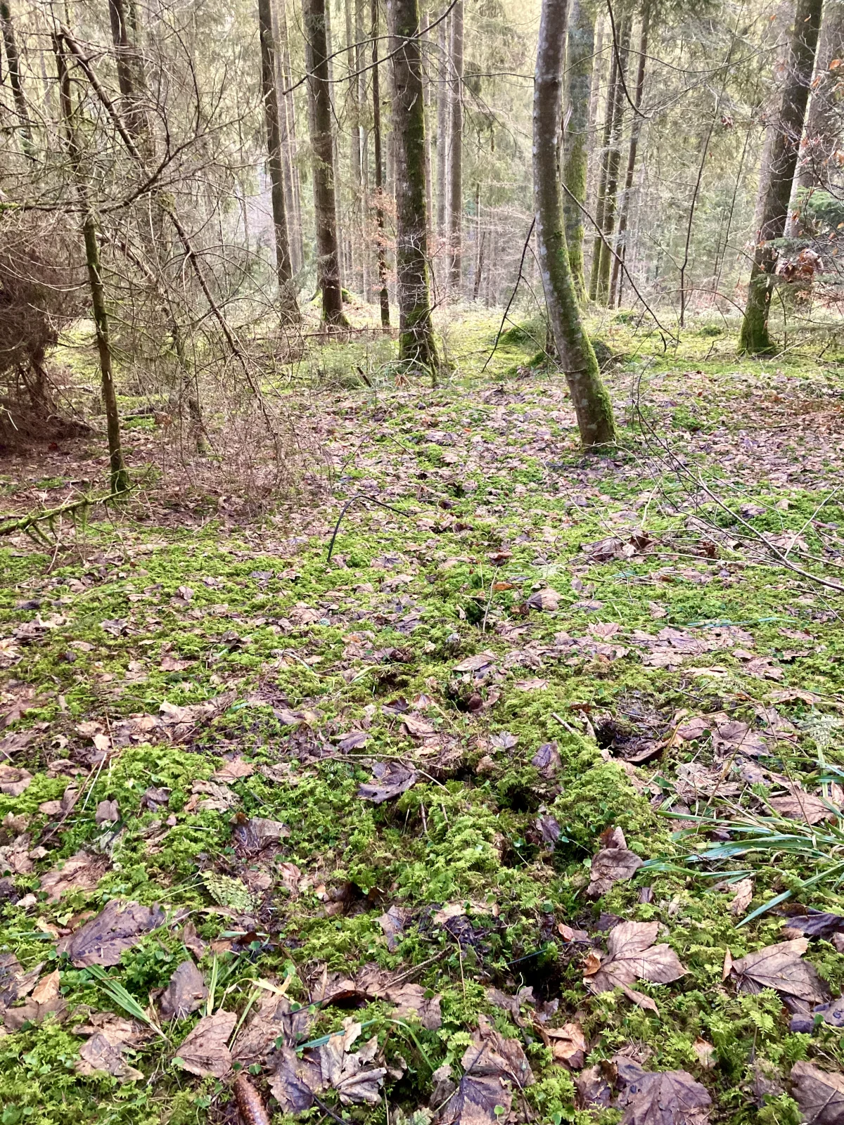 Fährten von mindesten zwei Hirschen auf Waldboden.