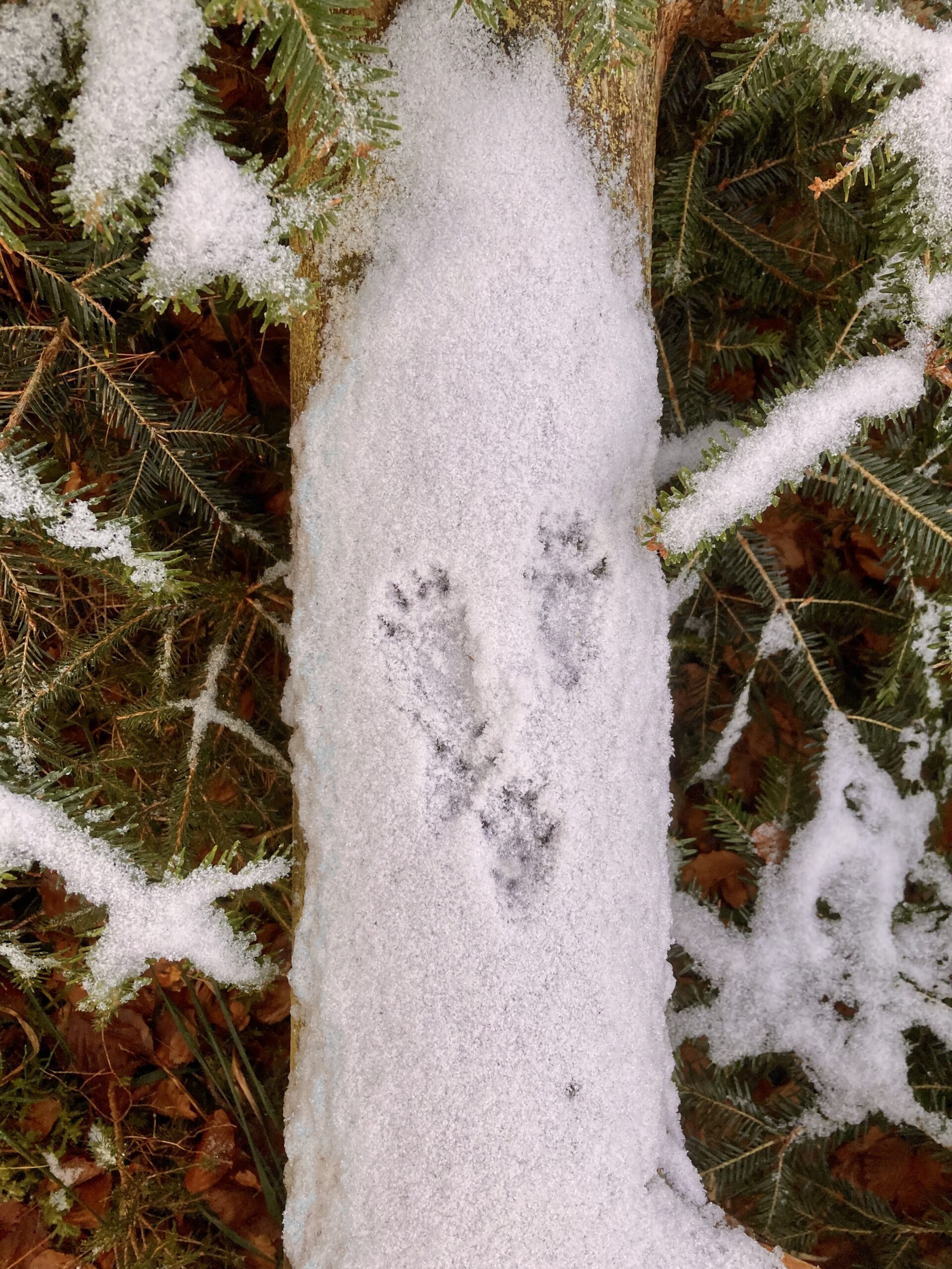 Spurenlesen lernen nach CyberTracker Standard