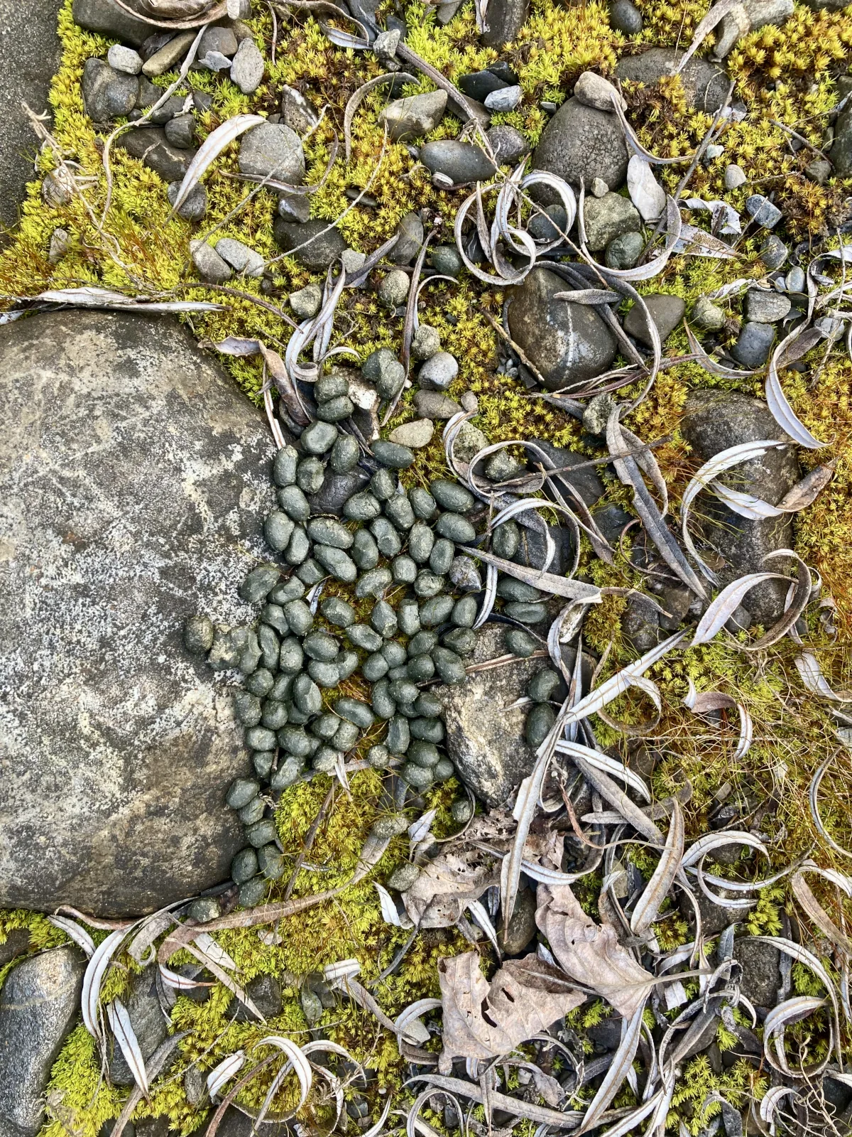 Reh Winter Losung auf Mossboden.