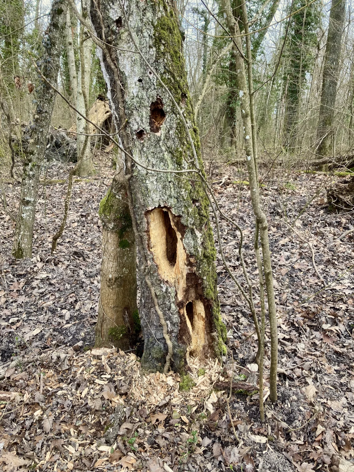Ein Schwarzspecht hat in einem alten Baum nach Rossameisen gesucht.<br />
